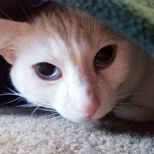 Meet your Posher, Kitty